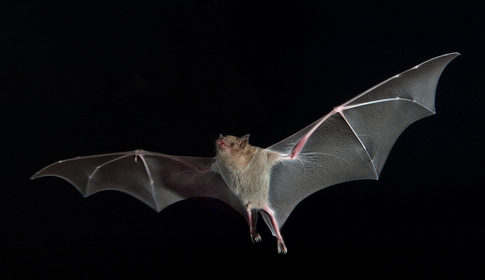 bat-in-flight