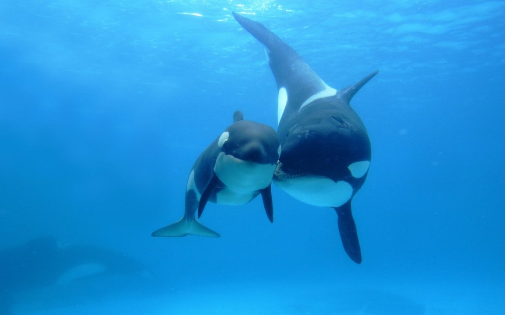 orcas