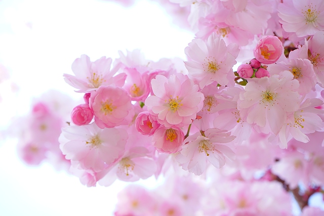 pink cherry blossoms